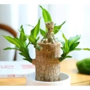 Phát Tài Khúc -Thiết Mộc Lan ( loại lớn mới cắt chưa mầm tặng kèm phân bón )